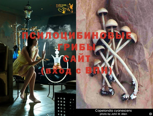 крисы Алзамай
